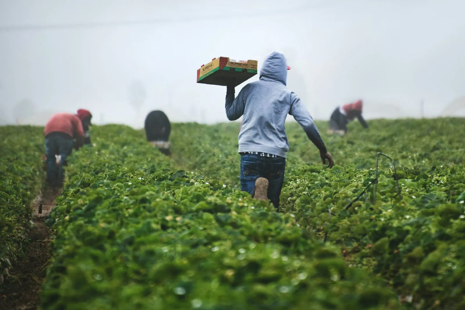 Agricultores trabajando en un campo de cultivo